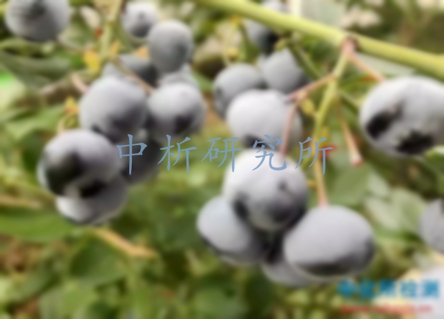 蓝莓检测