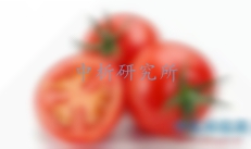 西红柿检测