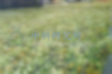 伪装网检测